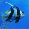 Underwater Mission Game